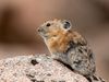 A brown and gray furry animal with small ears sits on a rock.