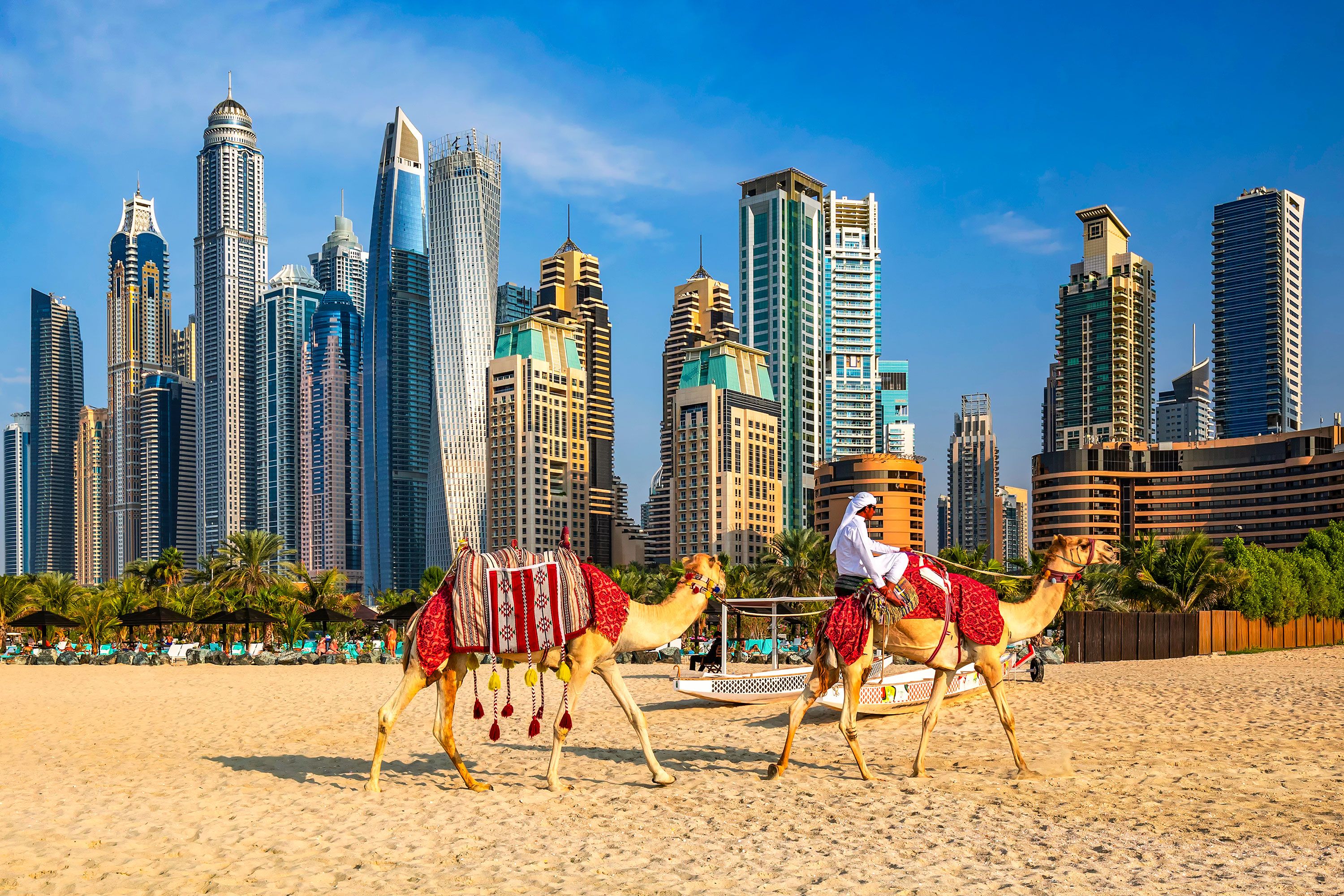 Two camels withone rider pass by on Jumeirah beach with skyscrapers in the background in Dubai.