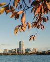 Boston's skyline seen with autumnal leaves in the foreground