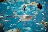 Group of stingrays swimming in a large blue-lit aquarium tank, their flat bodies and long tails visible against the water.