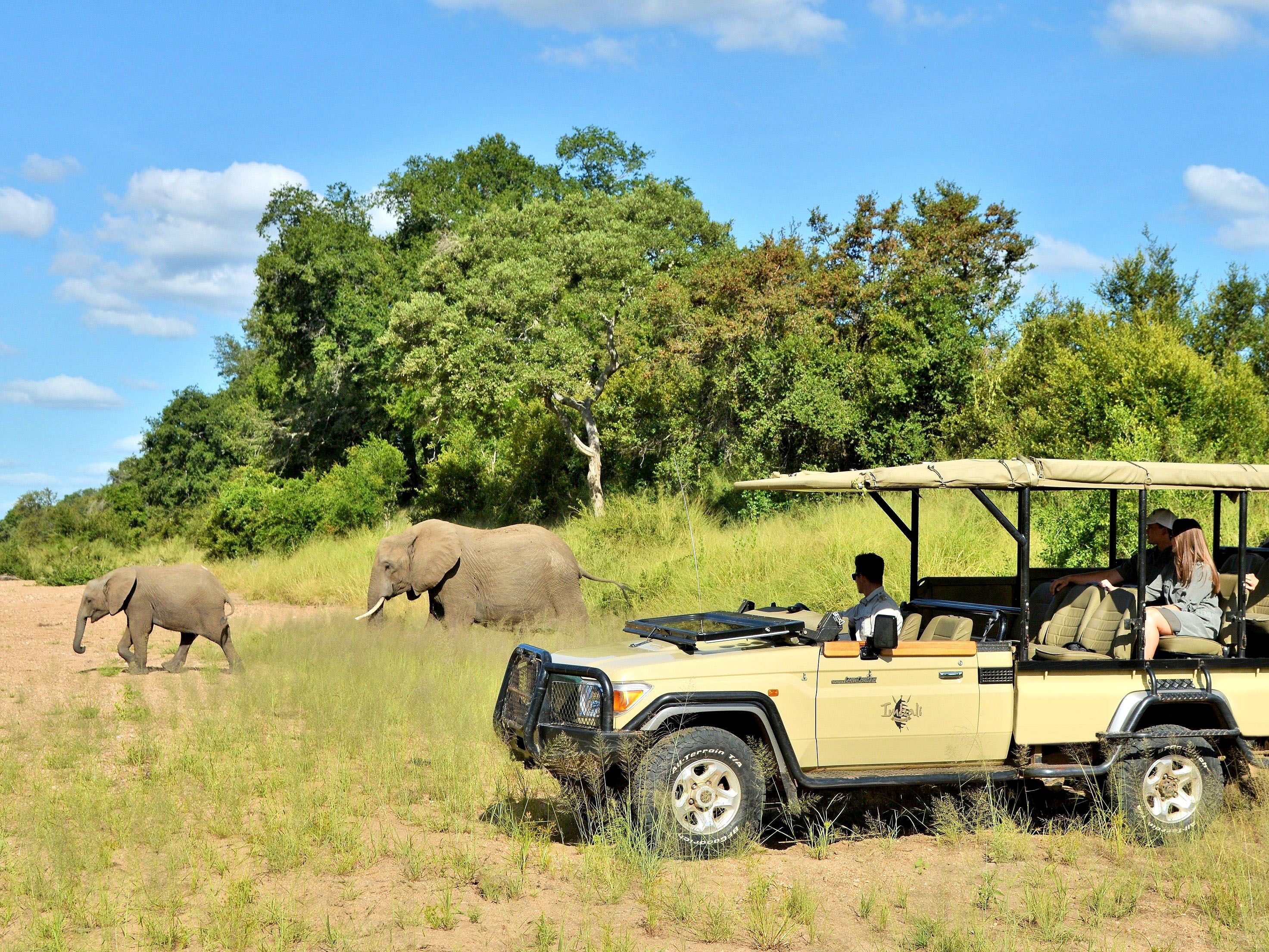 Safari vehicle parked in a bush near live elephants.