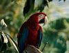 Red Macaw 