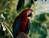 Red Macaw