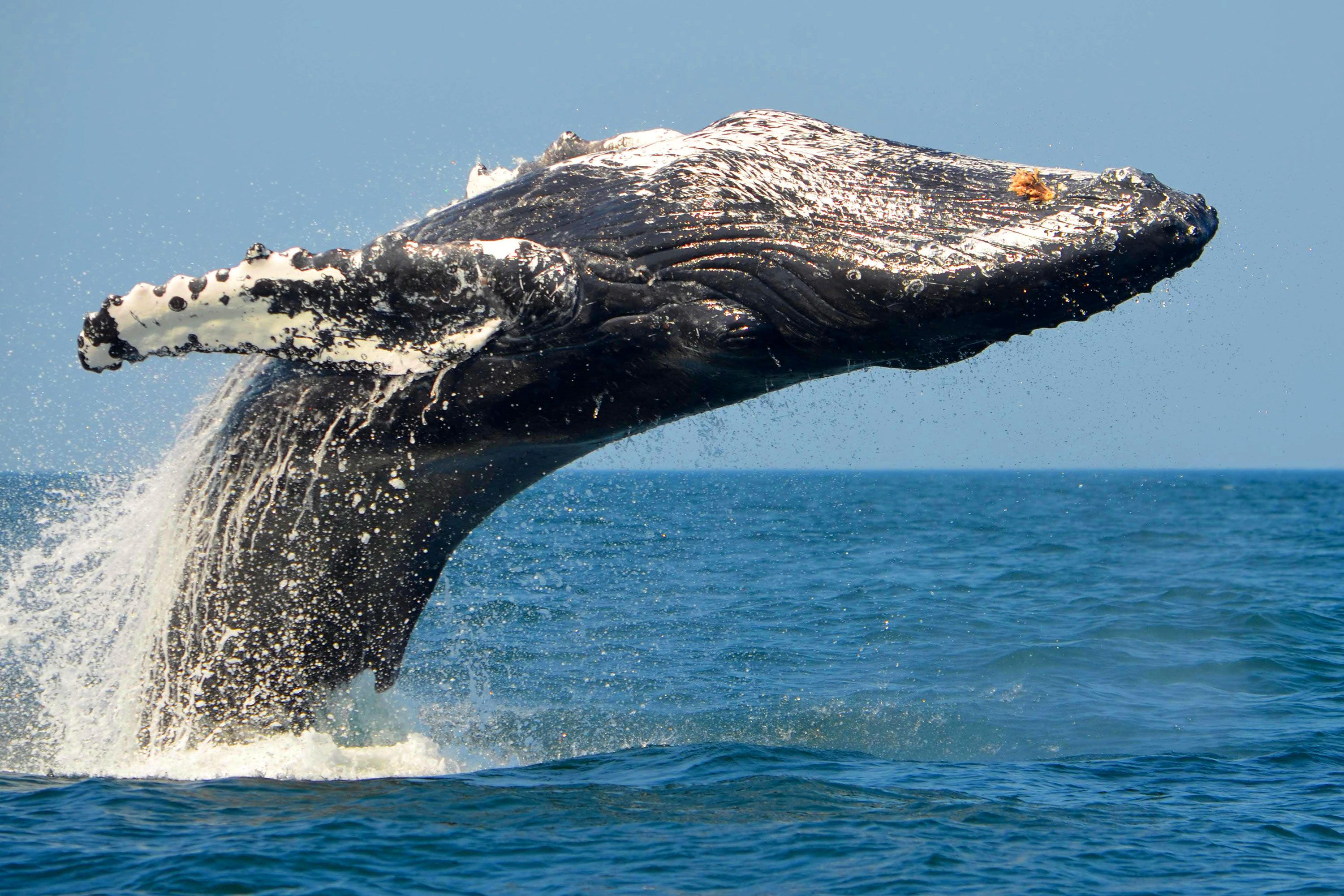 A blue whale breaching in the water.