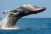 A blue whale breaching in the water.