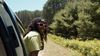 Person on a roadtrip peacefully leaning out of a car window while driving through a scenic forest road lined with lush green trees under a clear blue sky, featured on Unpack '26 Expedia Destinations of the Year