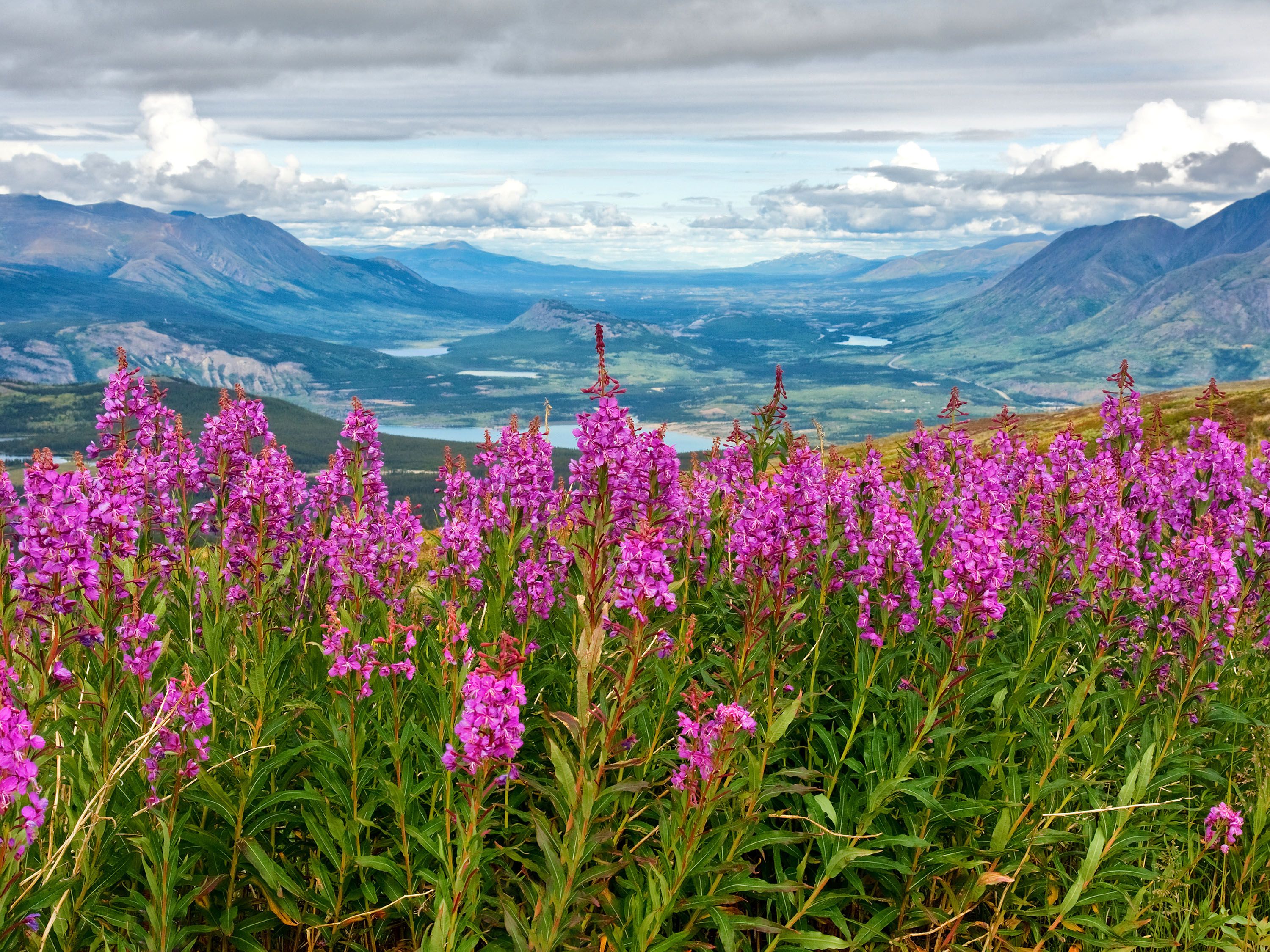 Hot pink flowers poke out from the ground with mountains in the distance.