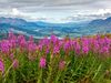 Hot pink flowers poke out from the ground with mountains in the distance.