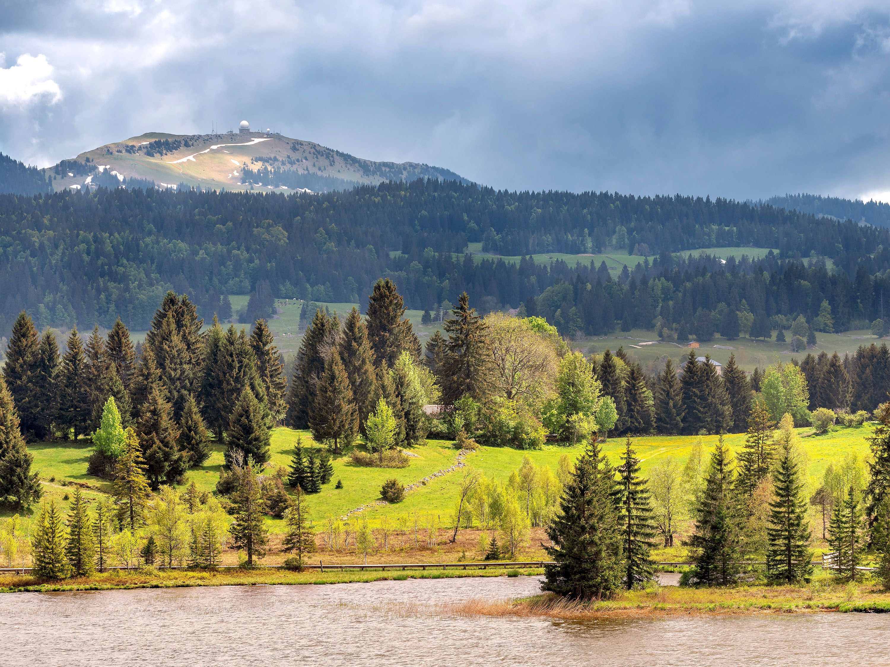 Pine tree forest with mountain.