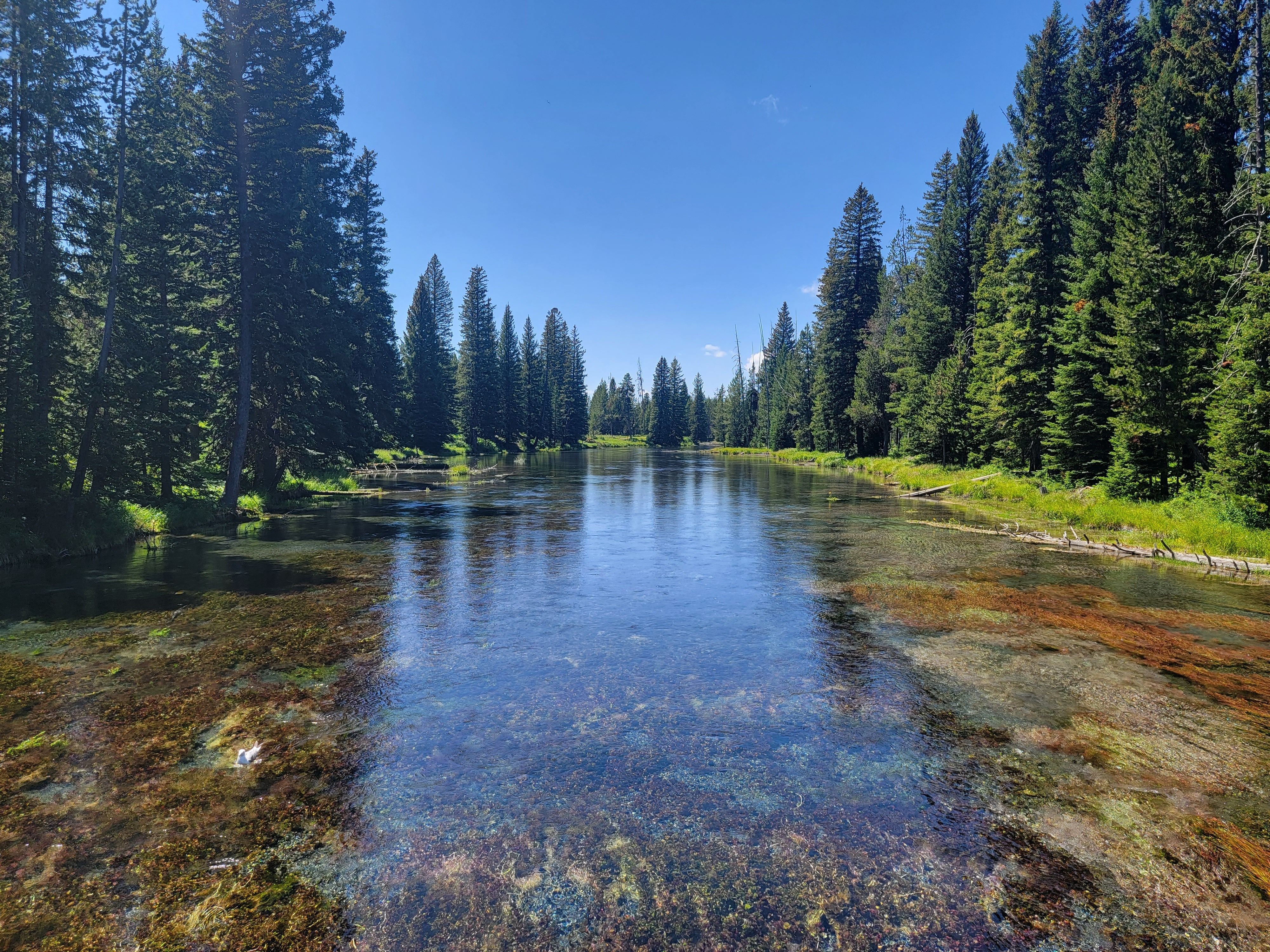 A river flowing through an evergreen fir tree forest.