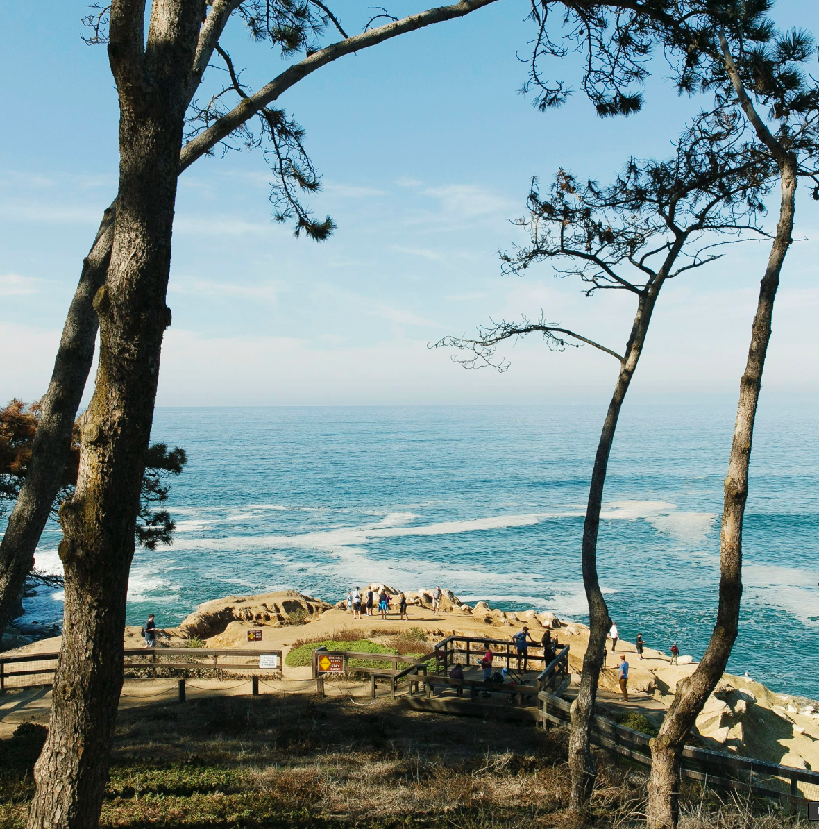Trees with sea and sky beyond in San Diego, California