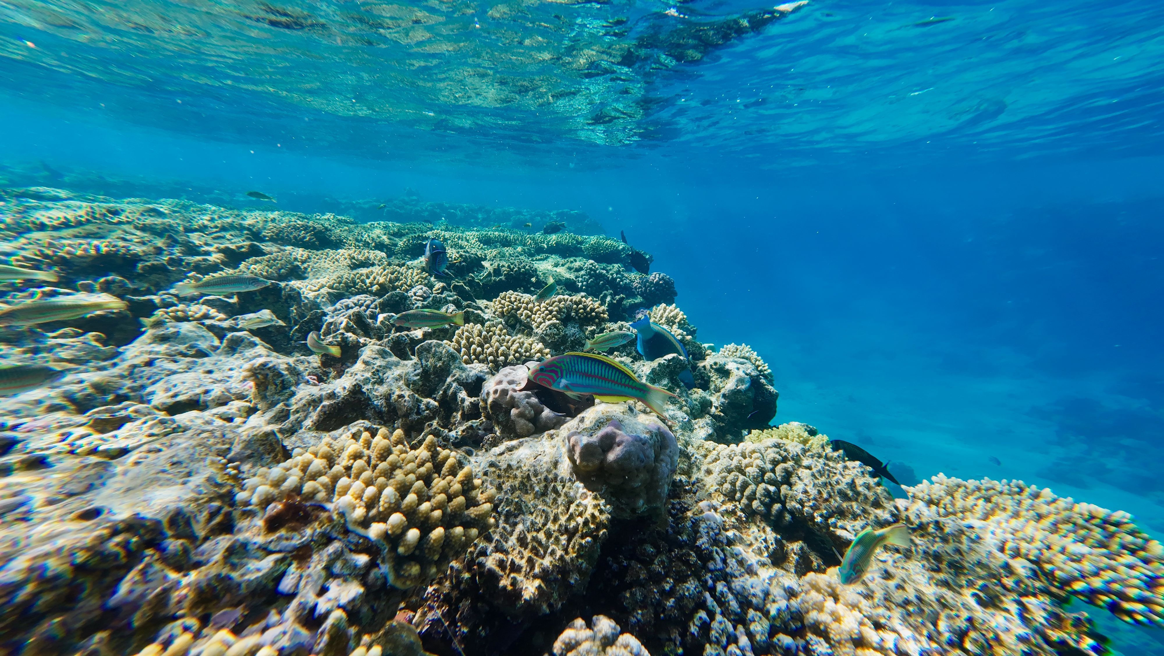 Colorful coral reef and tropical fish underwater near Cairns, Australia.