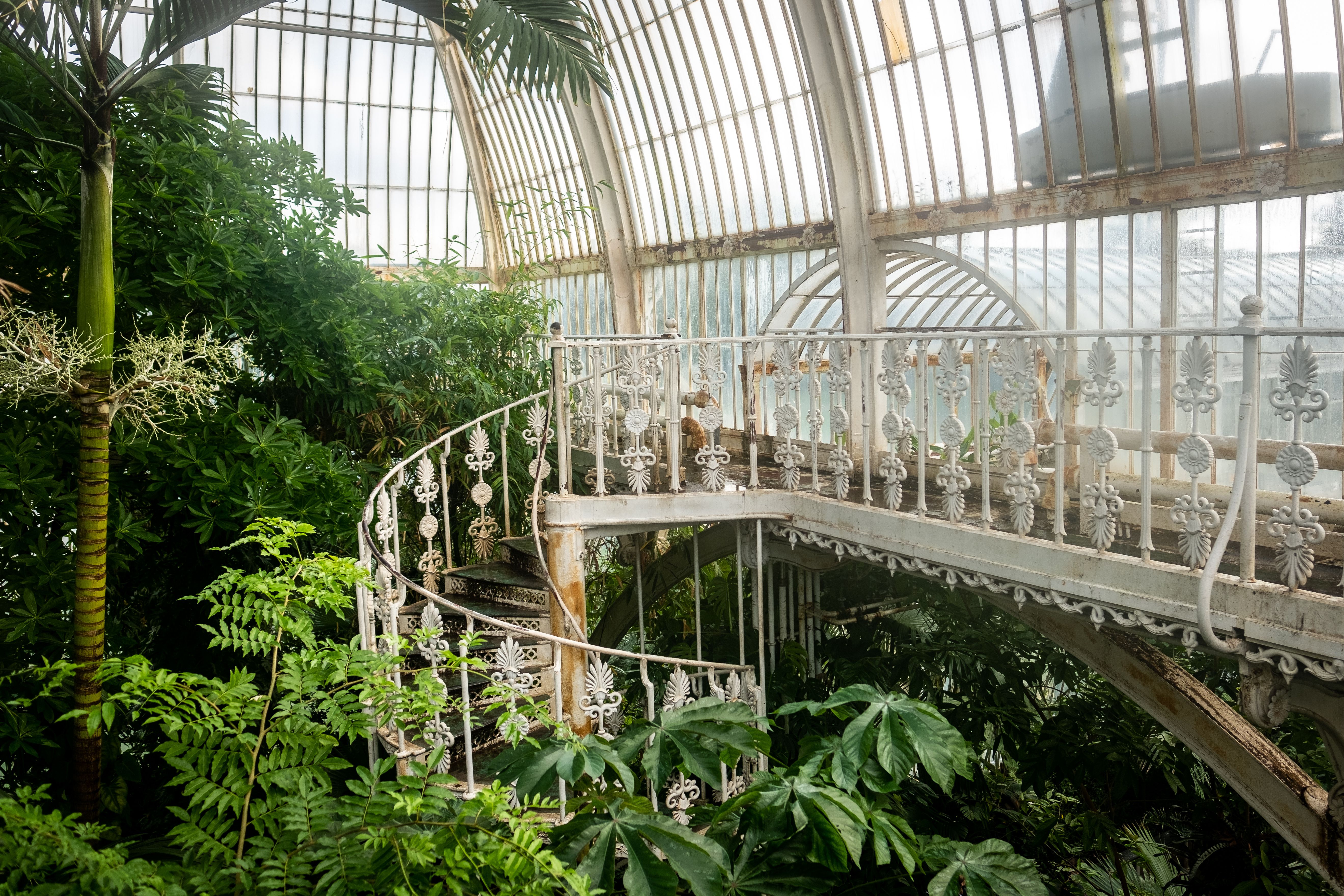 Plants thrive in the glasshouse at Kew Gardens.