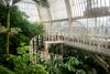 Plants thrive in the glasshouse at Kew Gardens.