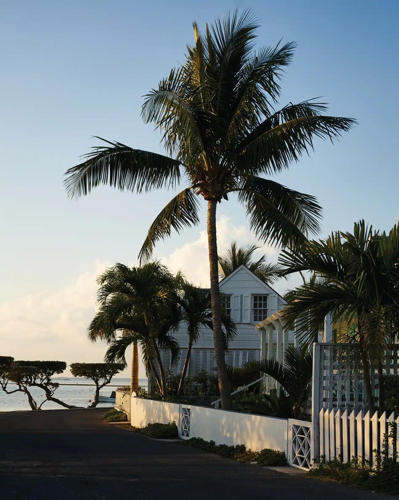A palm tree seen against a blue sky, with a clapboard house beyond, in Harbour Island, Bahamas