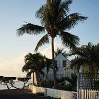 A palm tree seen against a blue sky, with a clapboard house beyond, in Harbour Island, Bahamas