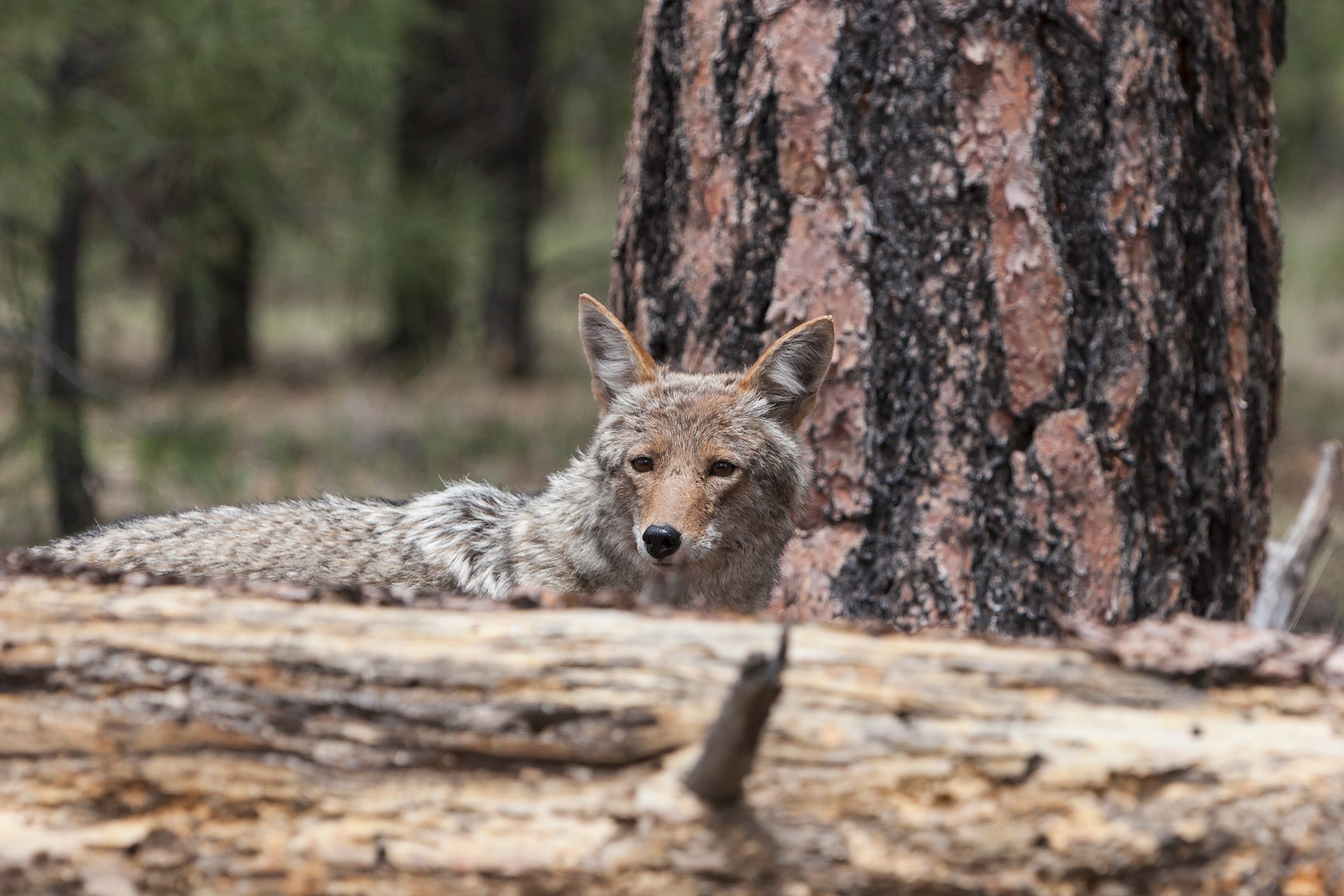 Coyote in the Grand Canyon National Park.
