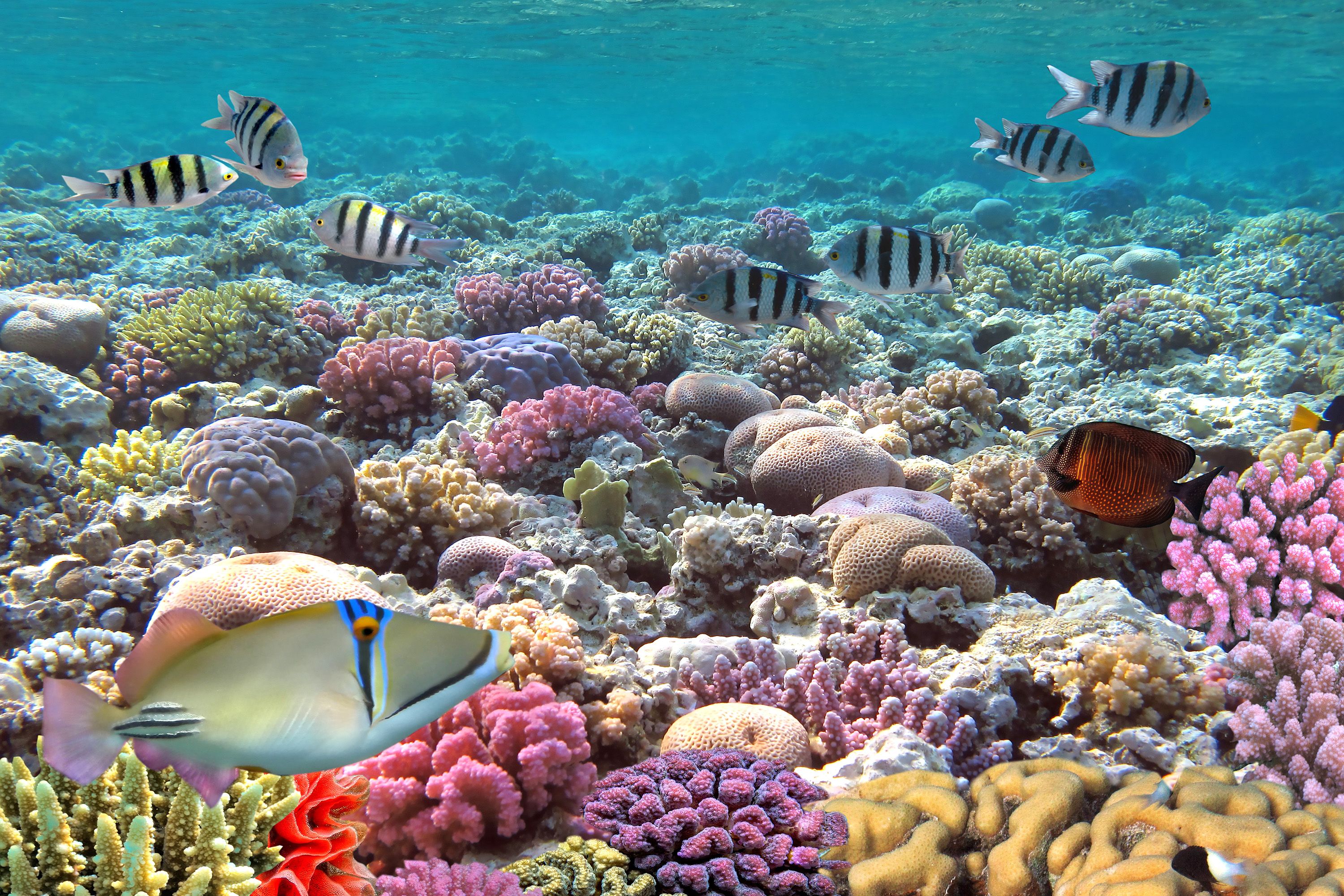 Underwater view of tropical fish and coral reef.