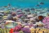 Underwater view of tropical fish and coral reef.