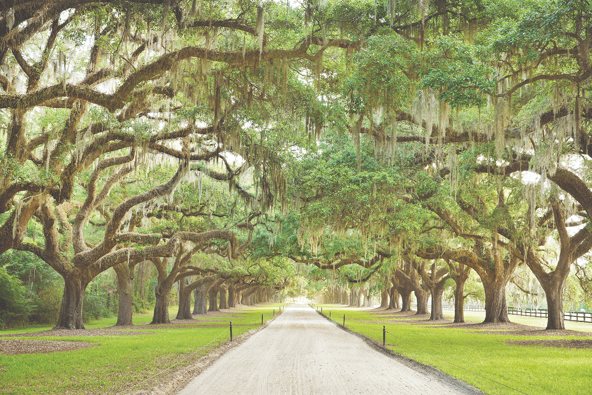 Charleston image 2
