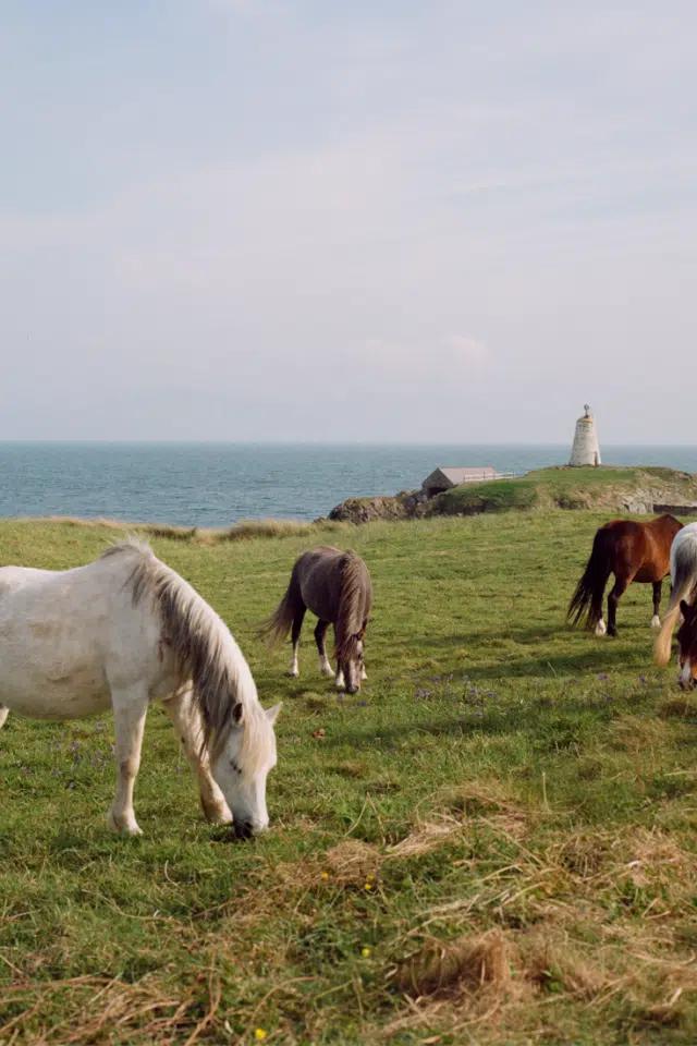  Welsh mountain ponies grazing on Anglesey island, Wales