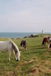 Welsh mountain ponies grazing on Anglesey island, Wales