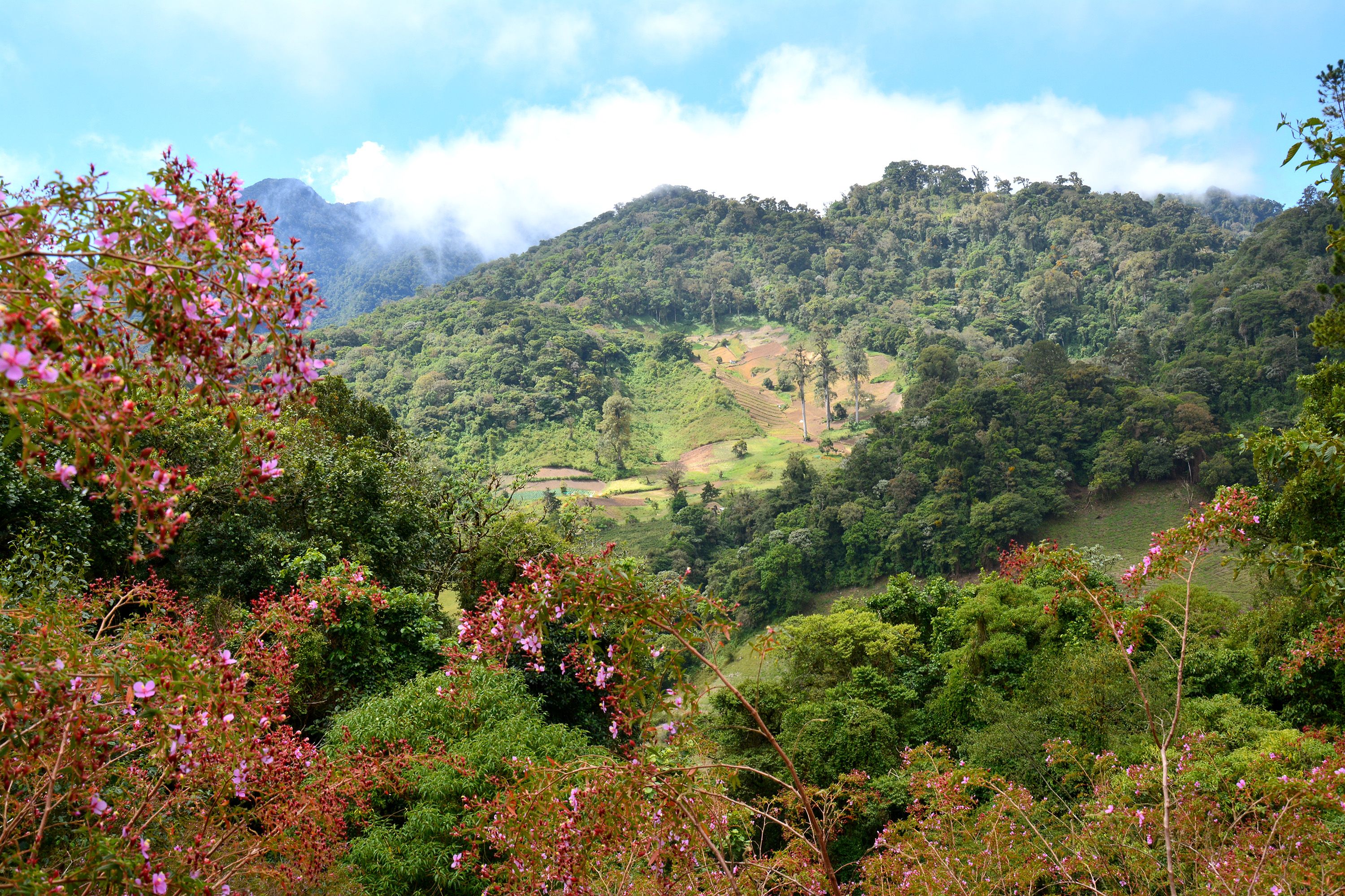 Natural foliage and lush trees surround a high peak reaching into the clouds.