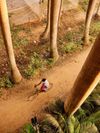 An aerial view of a boy cycling through the jungle outside Mysuru, India