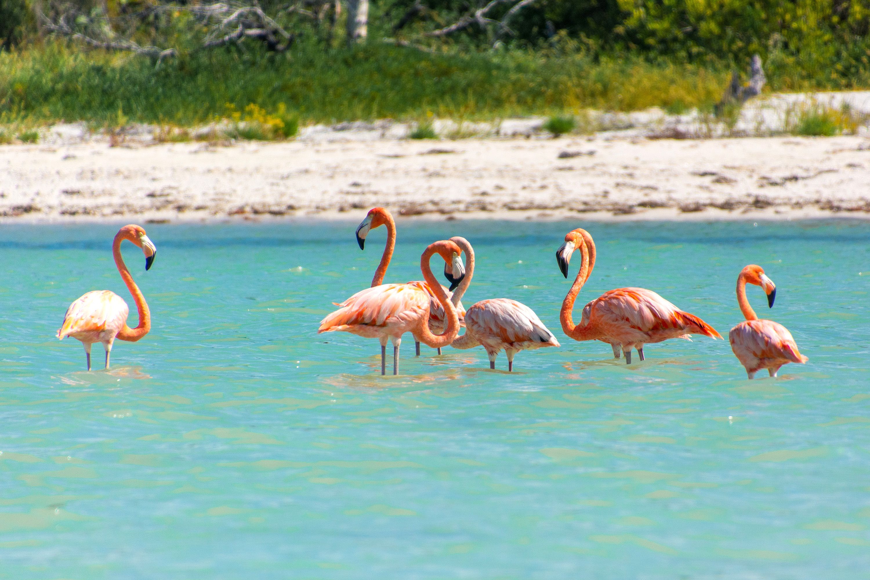 Pink flamingos wade in the water close to the beach.