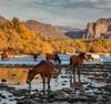 Wild horses drink from the shallow Salt River in Phoenix, Arizona