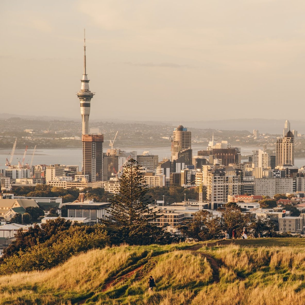 Auckland's Sky Tower dominates the skyline, as seen from grassy Mount Eden