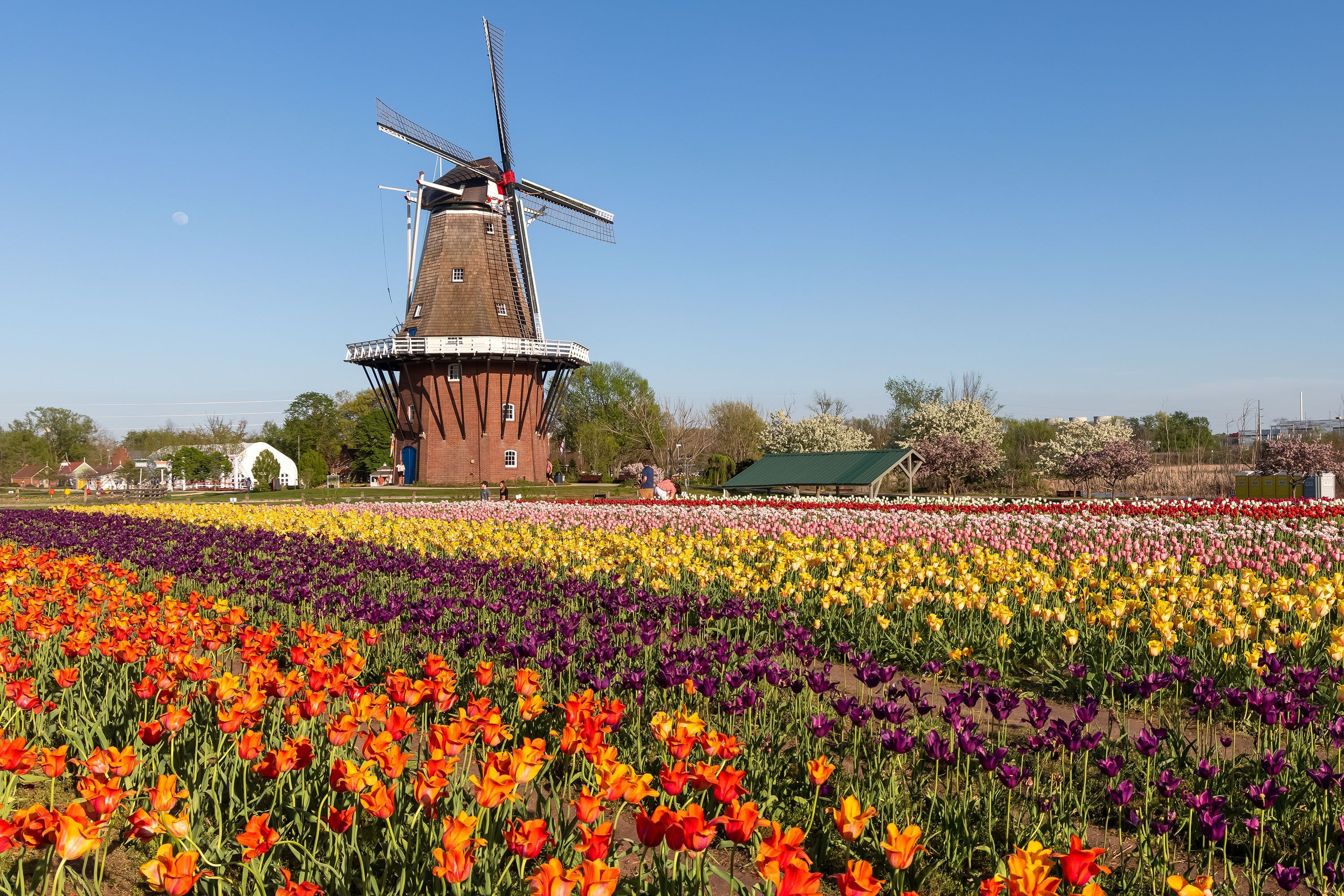 A windmill overlooking multiple colors of tulips in a field.