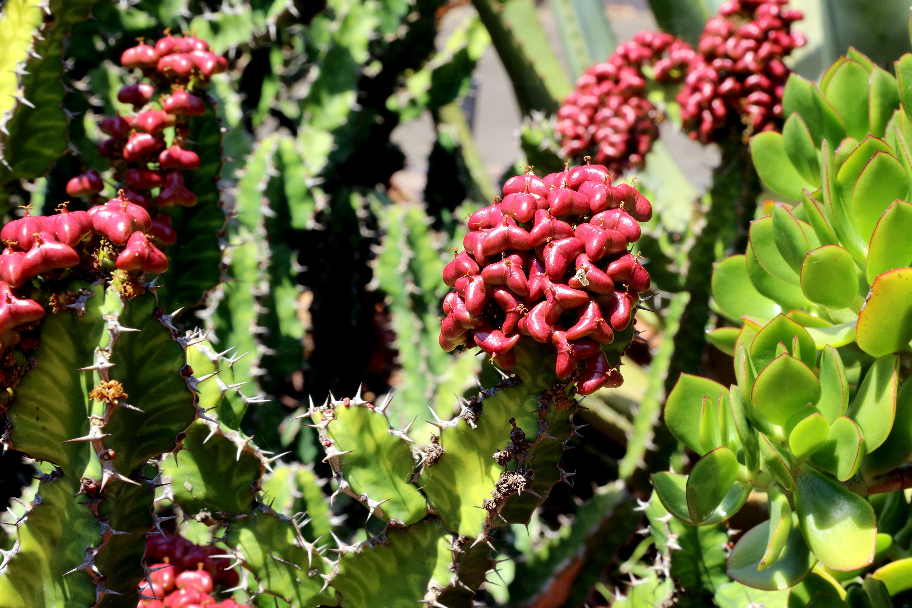 Red fruits in a cluster on a tree.