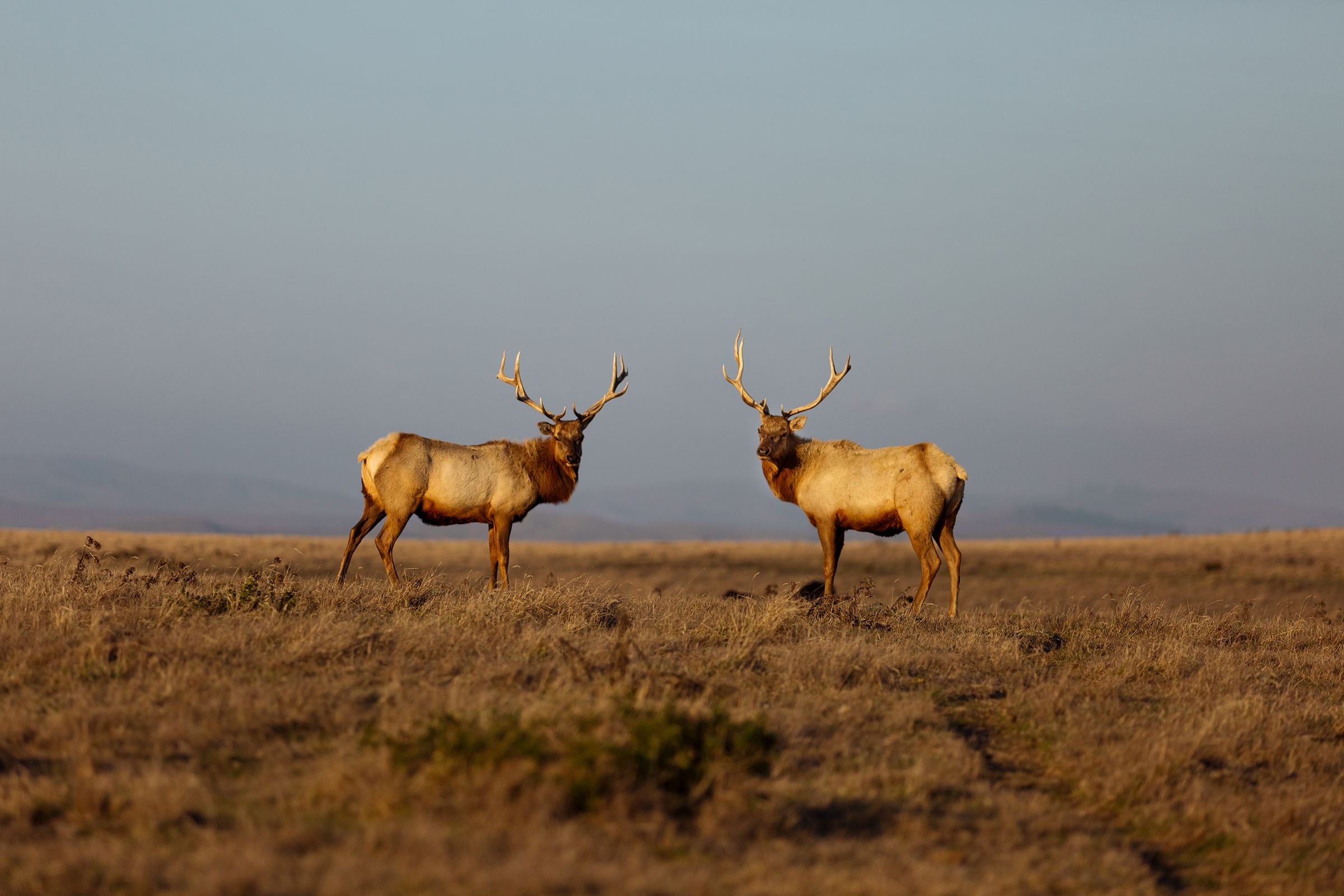 Thule elk on the Point Reyes Coastline