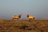 Thule elk on the Point Reyes Coastline