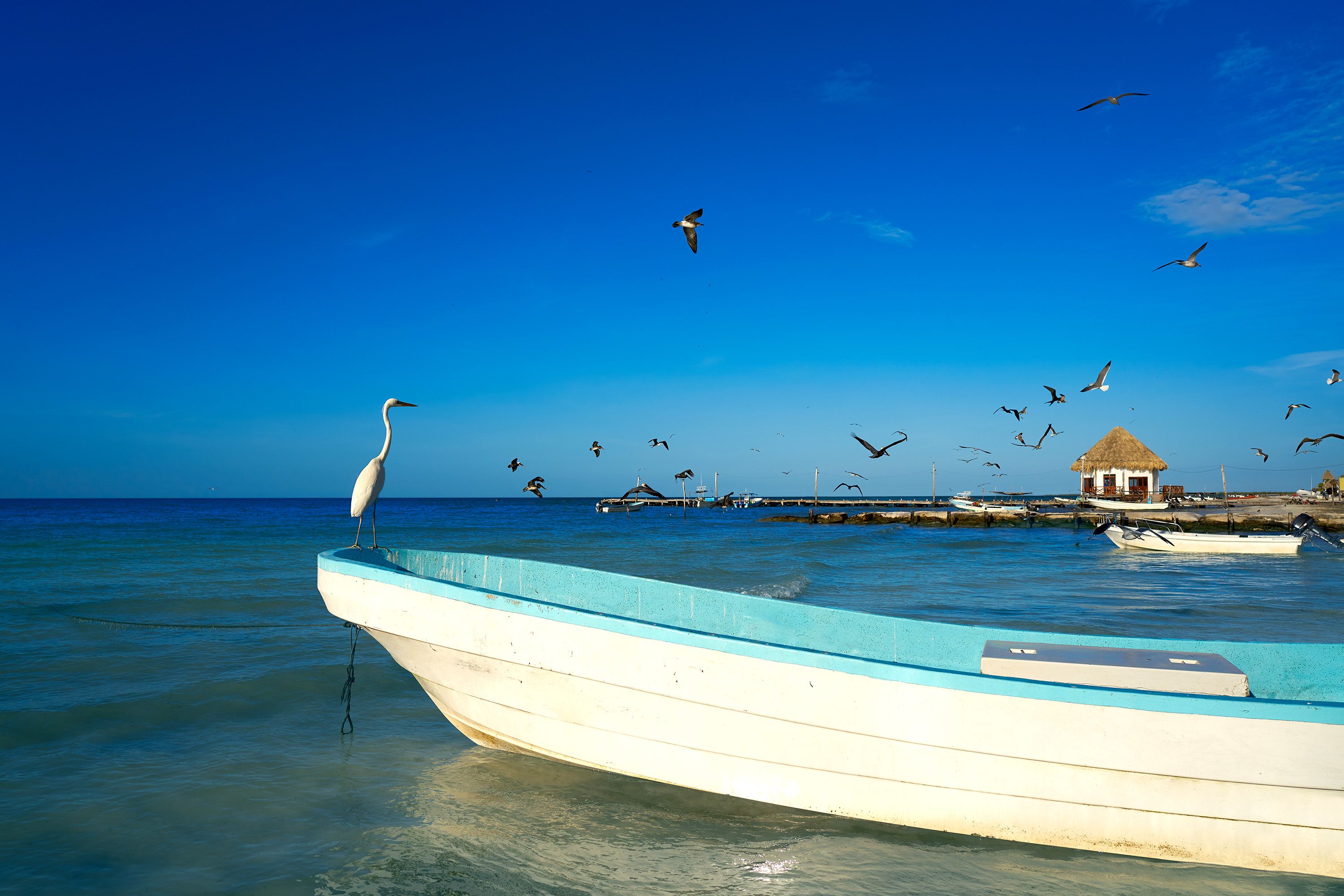 A white bird sits on the bow of a wooden boat close to shore.