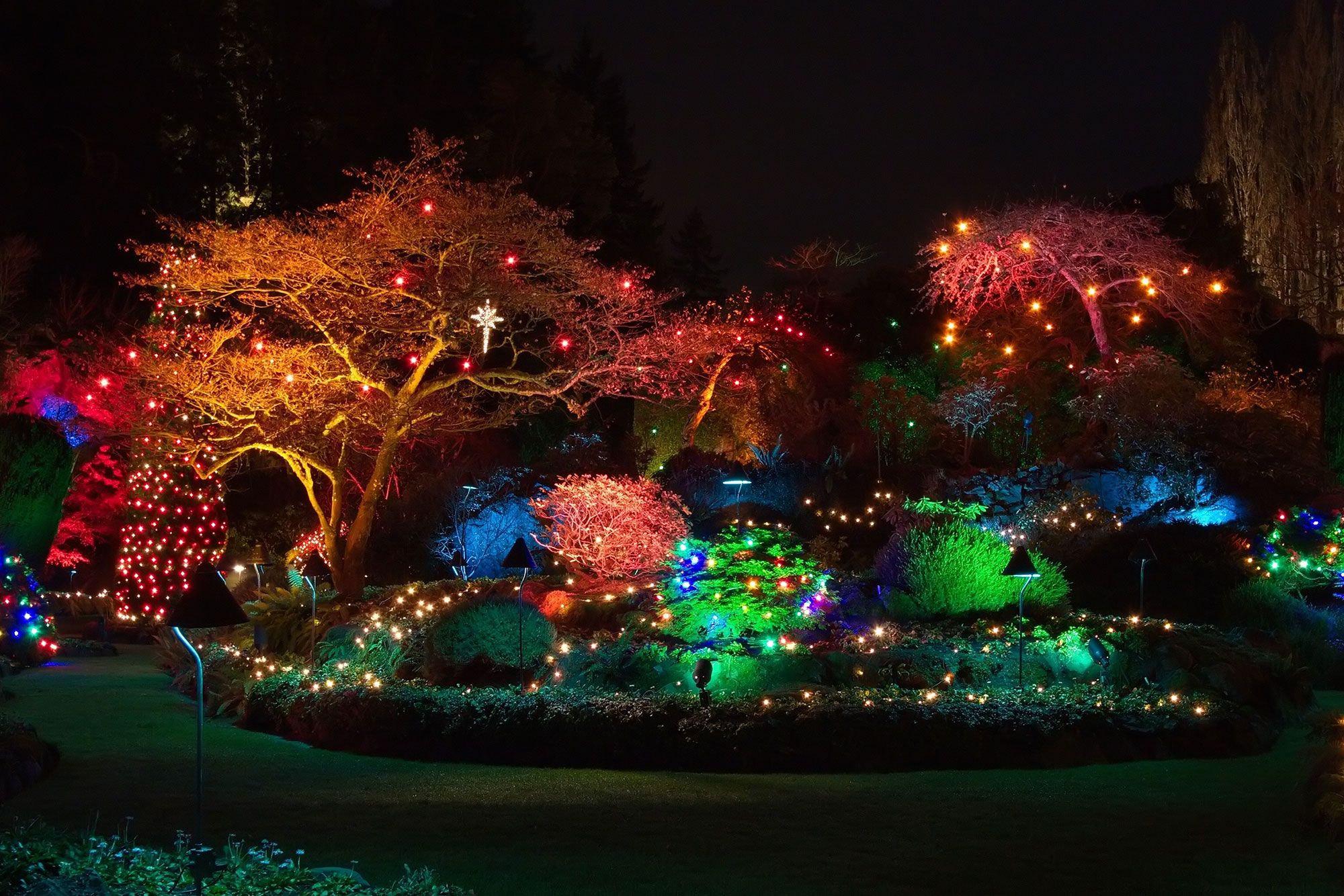 Colorful lights on display in a garden setting at night.