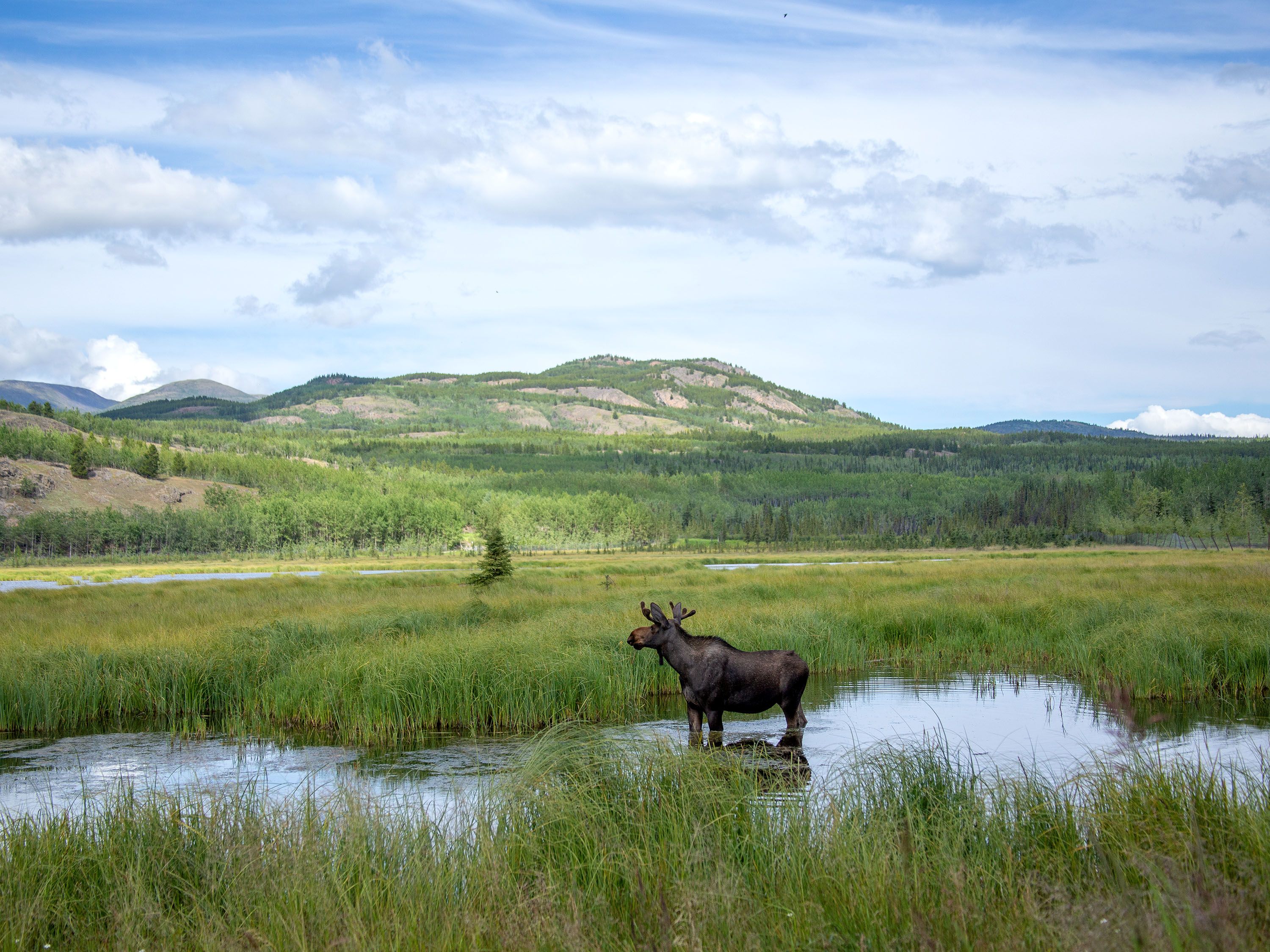 A moose stands in a creek surrounded by green grasses and mountains.
