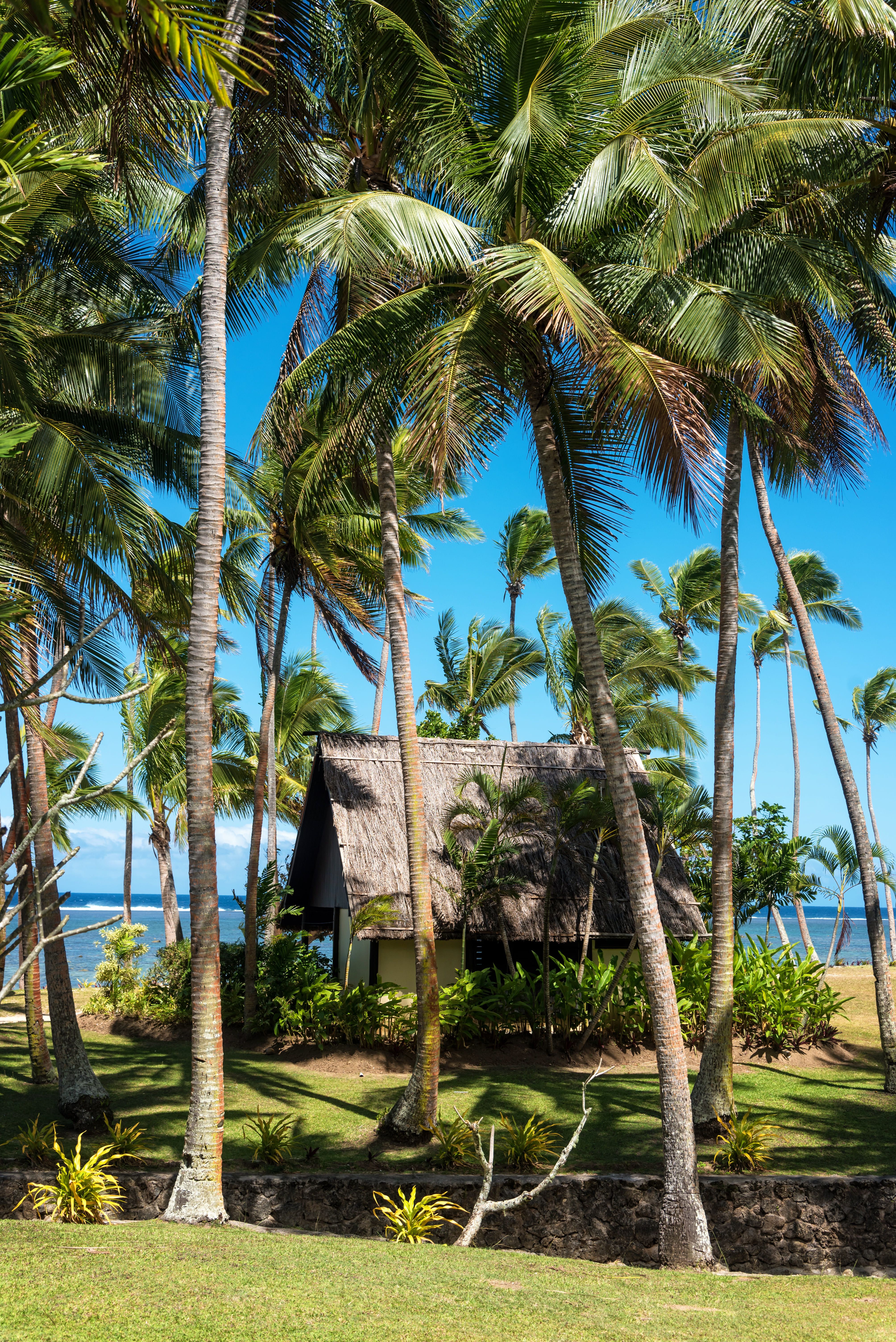 Traditional thatched bures tucked among palms on the coast of Viti Levu, Fiji.