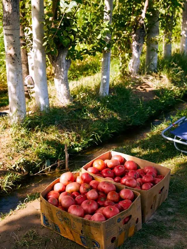 Produce for sale along the road in the countryside outside Dushanbe, Tajikistan