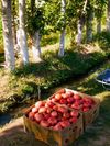 Produce for sale along the road in the countryside outside Dushanbe, Tajikistan