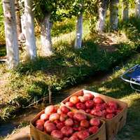 Produce for sale along the road in the countryside outside Dushanbe, Tajikistan
