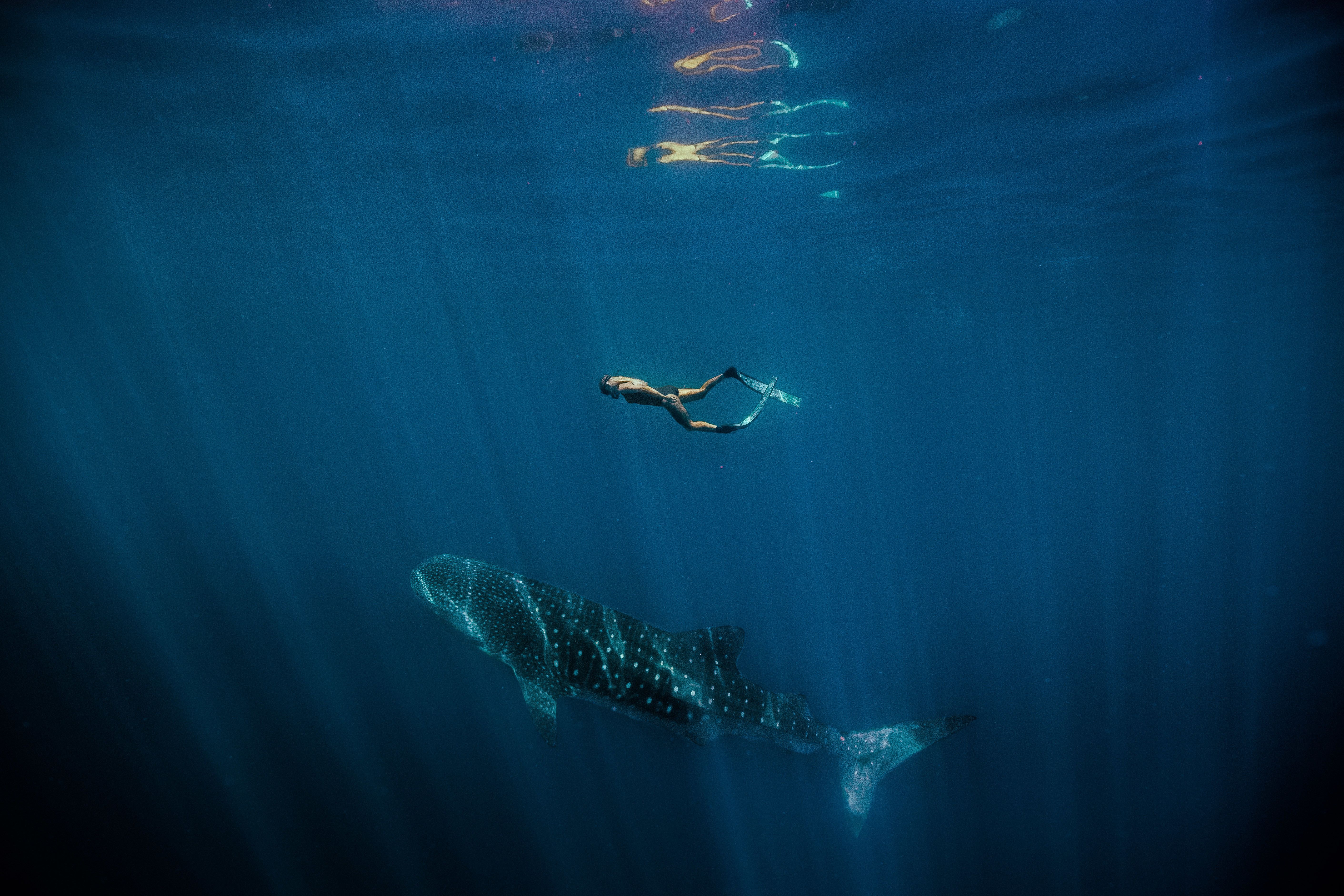 Schwimme bei Ningaloo mit den Meeresgiganten