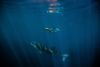 Schwimme bei Ningaloo mit den Meeresgiganten