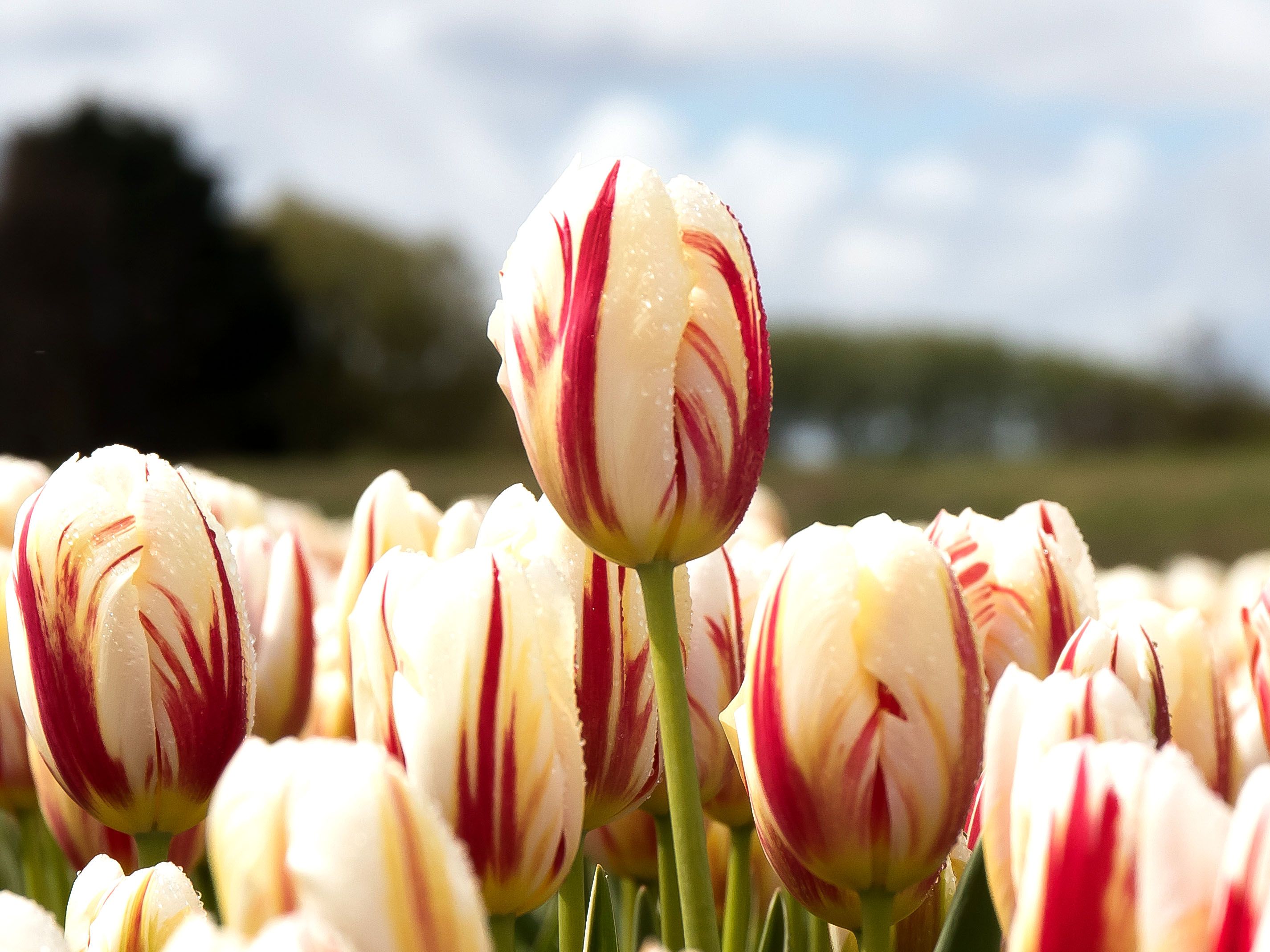 Up close photo of red and white tulips with one taller than the others.