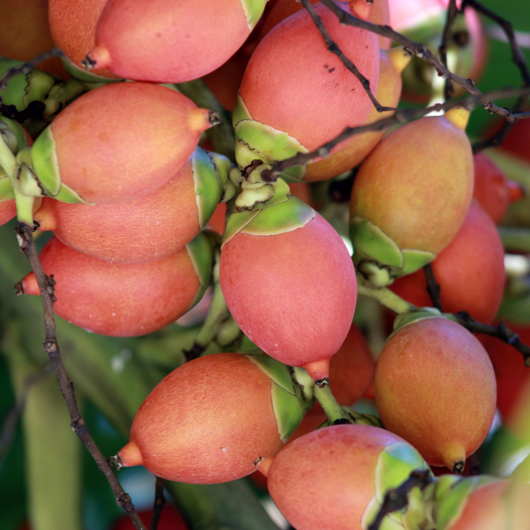 Fresh guavas are used in Bahamian cooking for sweet treats like guava duff, jams, and jellies, bringing tropical flavor to traditional island recipes.