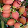 Fresh guavas are used in Bahamian cooking for sweet treats like guava duff, jams, and jellies, bringing tropical flavor to traditional island recipes.