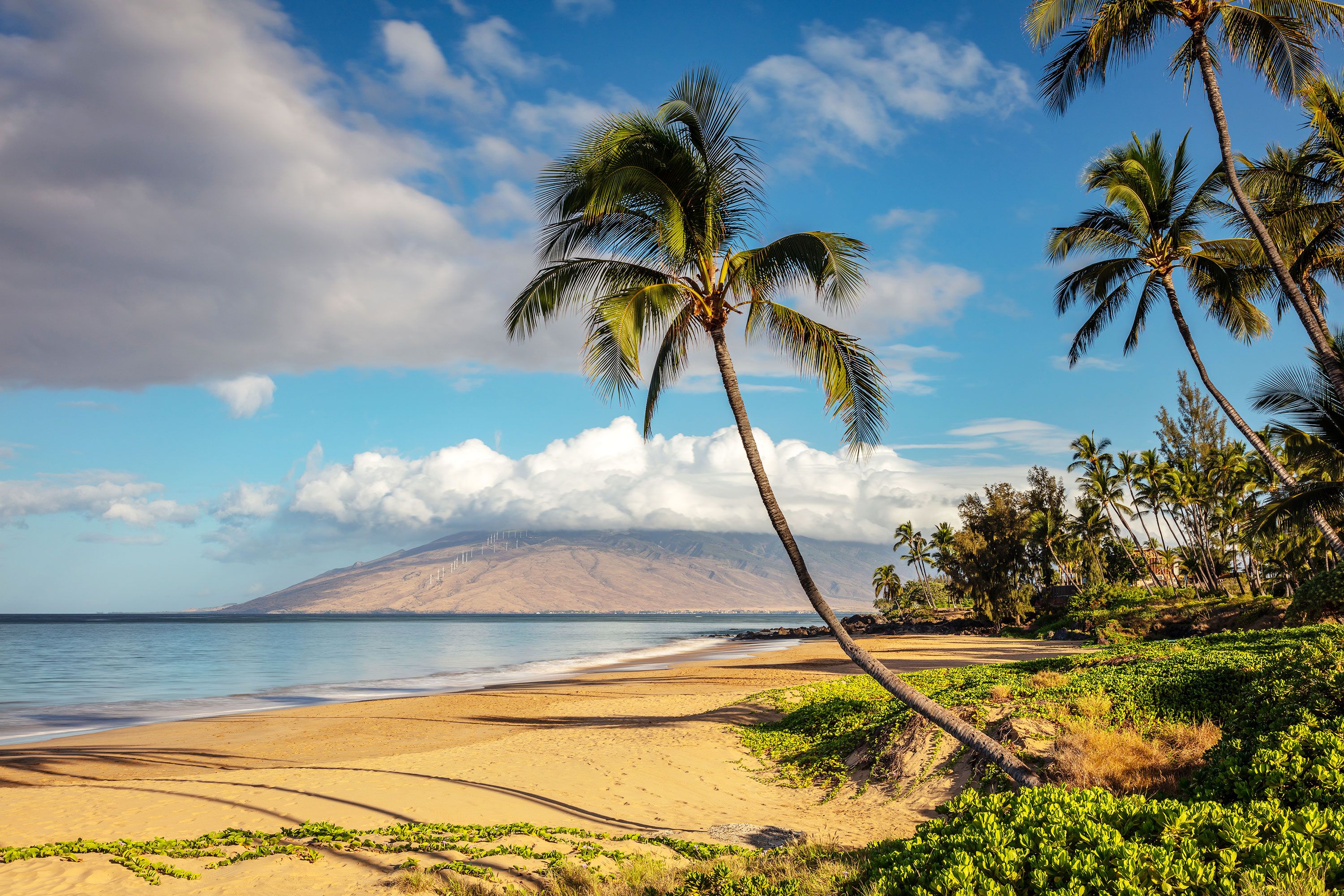 A palm tree curving out into the middle of the frame with the beach and a mountain with clouds in the background on a sunny day.