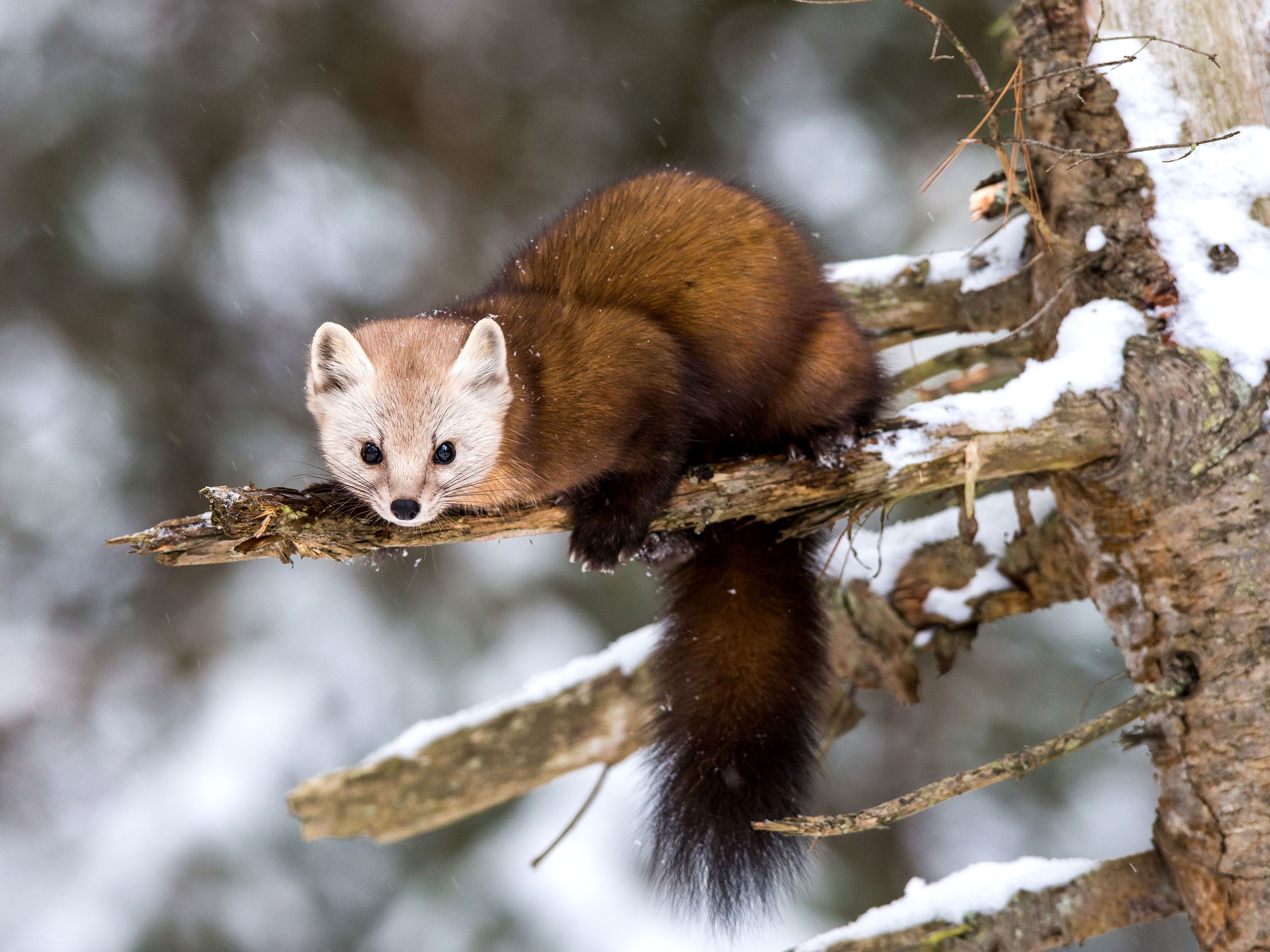 An animal with a white face and red-brown fur and bushy tail sits on a tree limb in winter.