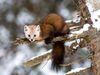 An animal with a white face and red-brown fur and bushy tail sits on a tree limb in winter.